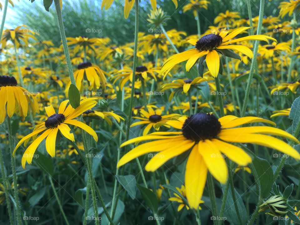 Black Eyed Susan’s, beautiful yellow flowers in the Spring