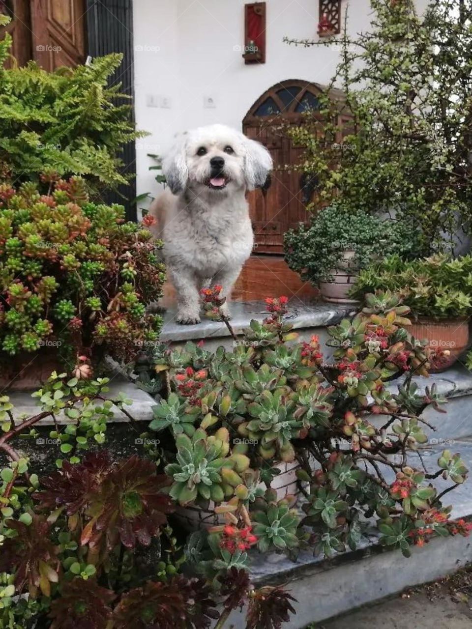 Dogs don't lie, a dog's tail is a strikingly honest window to their souls