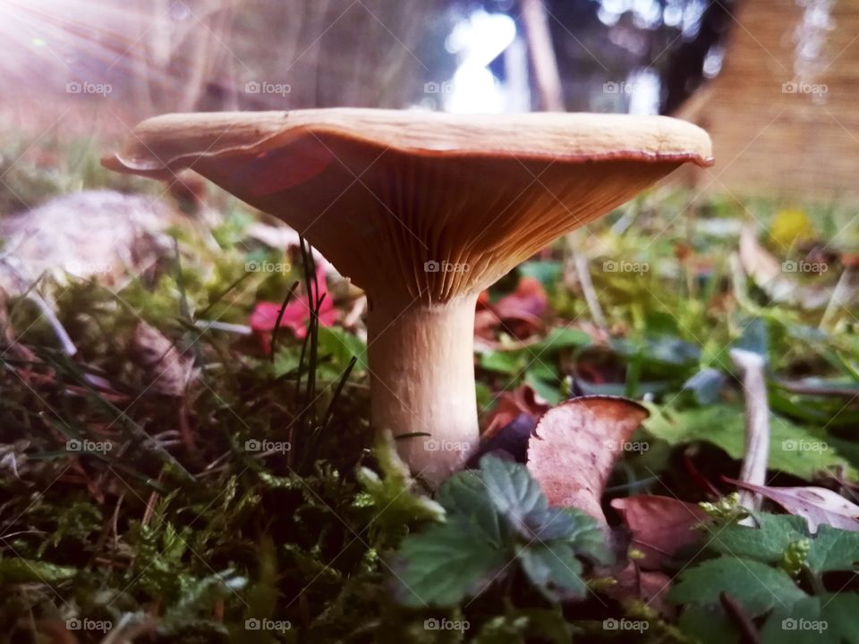 Mushroom
