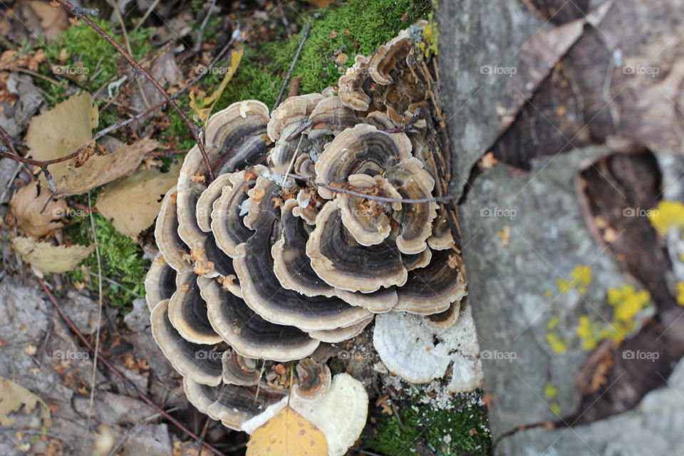 Forest, nature, mushrooms, trees, landscape