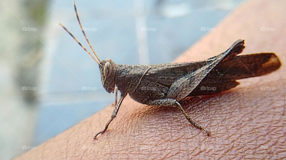 The rice grasshopper lands on the hand