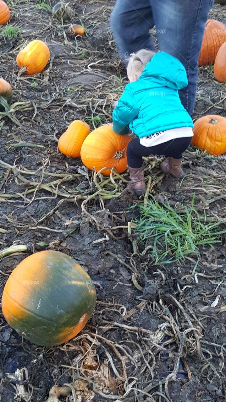 pumpkin patch