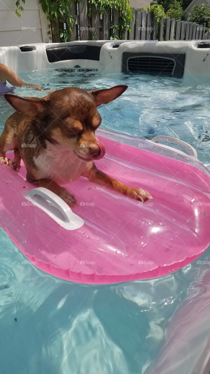 Chico floating in the pool!