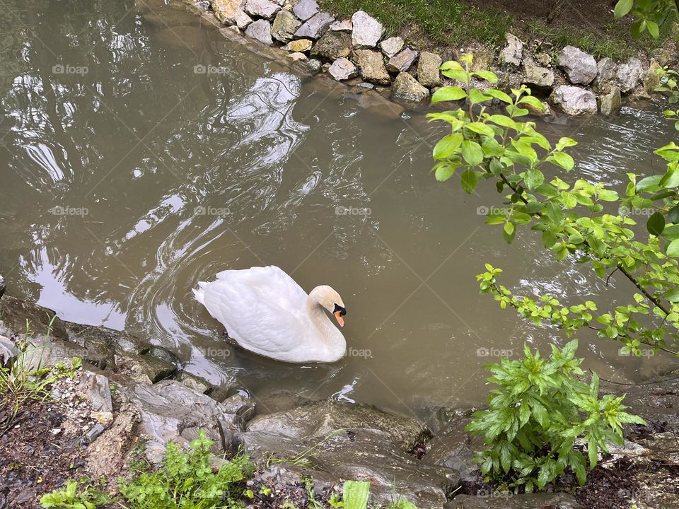 Swan just doing swan thing