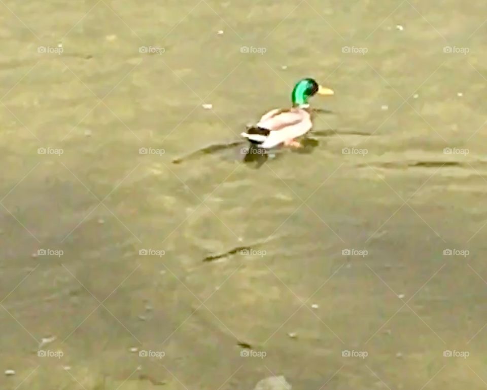 Duck on LA River