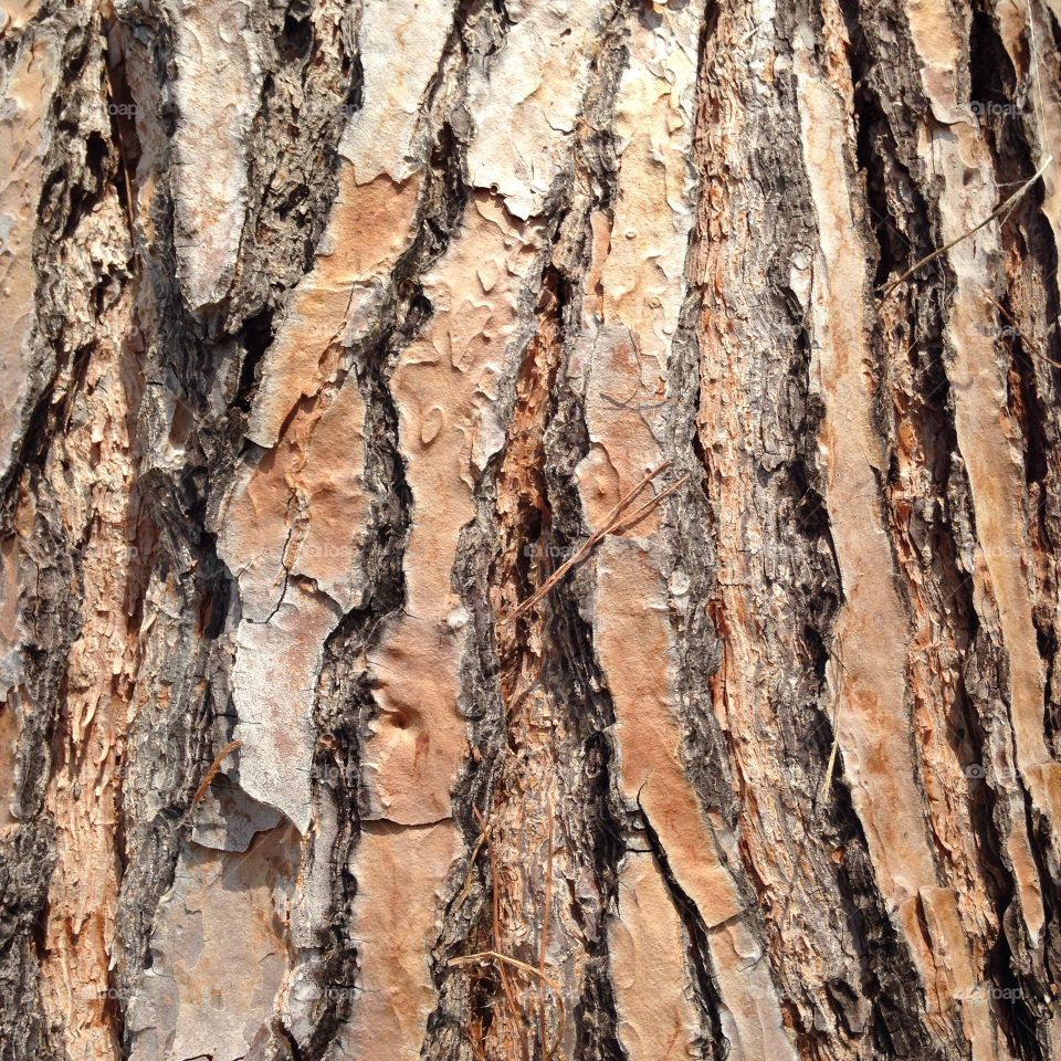 Pine bark 