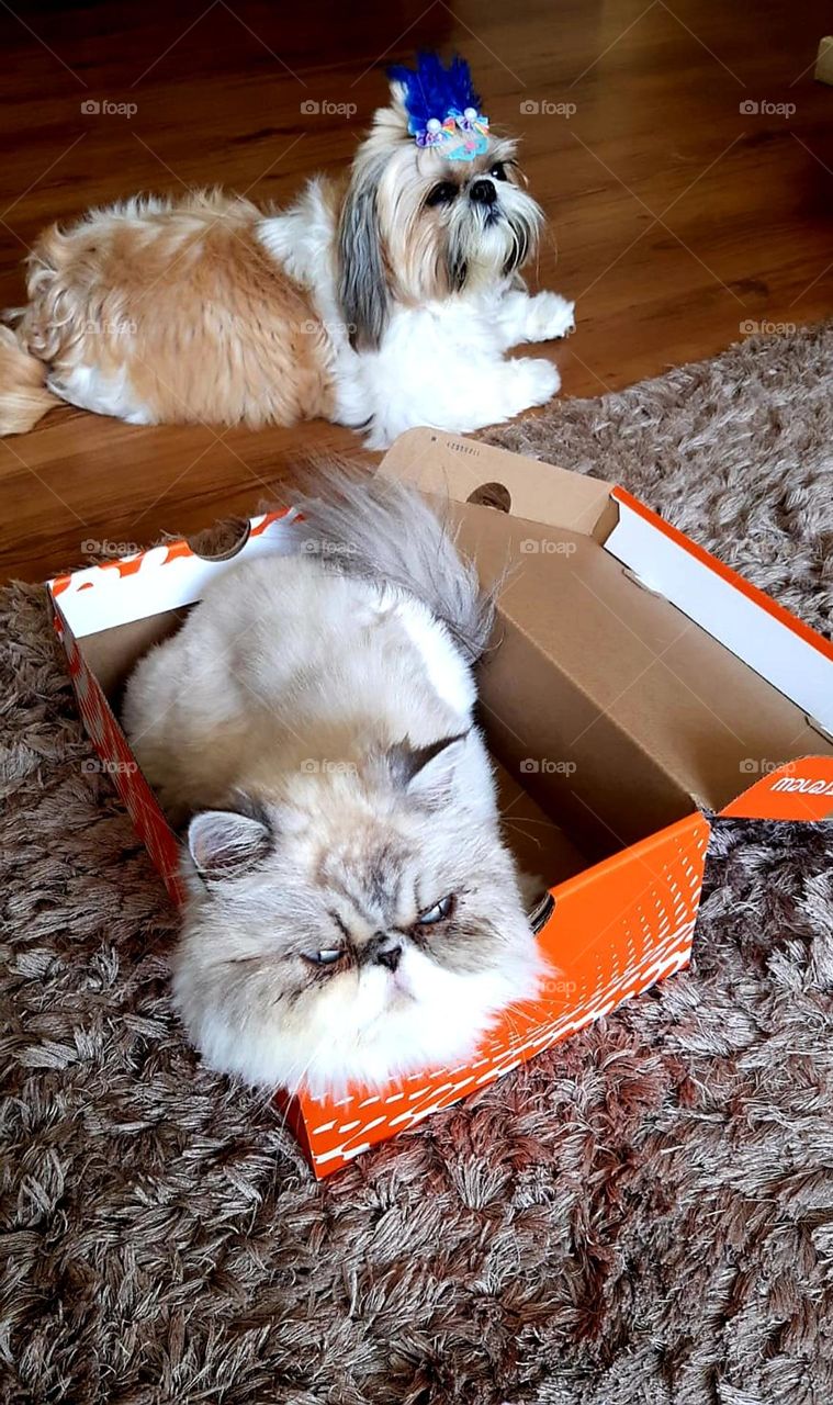 A gata esnobe, dona do pedaço, indiferente a cachorrinha faceira.