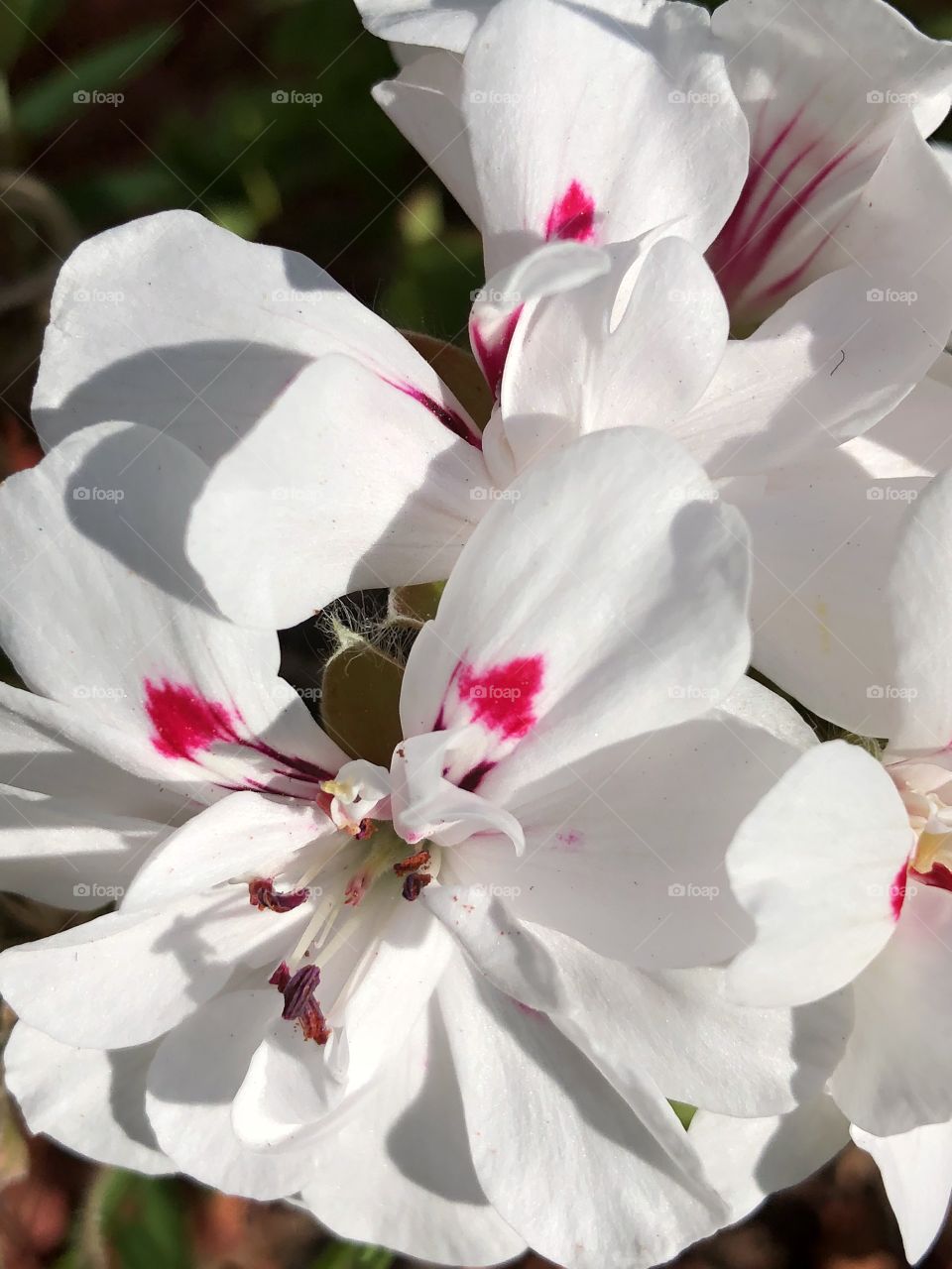 White geranium bloom with natures painted red spots 