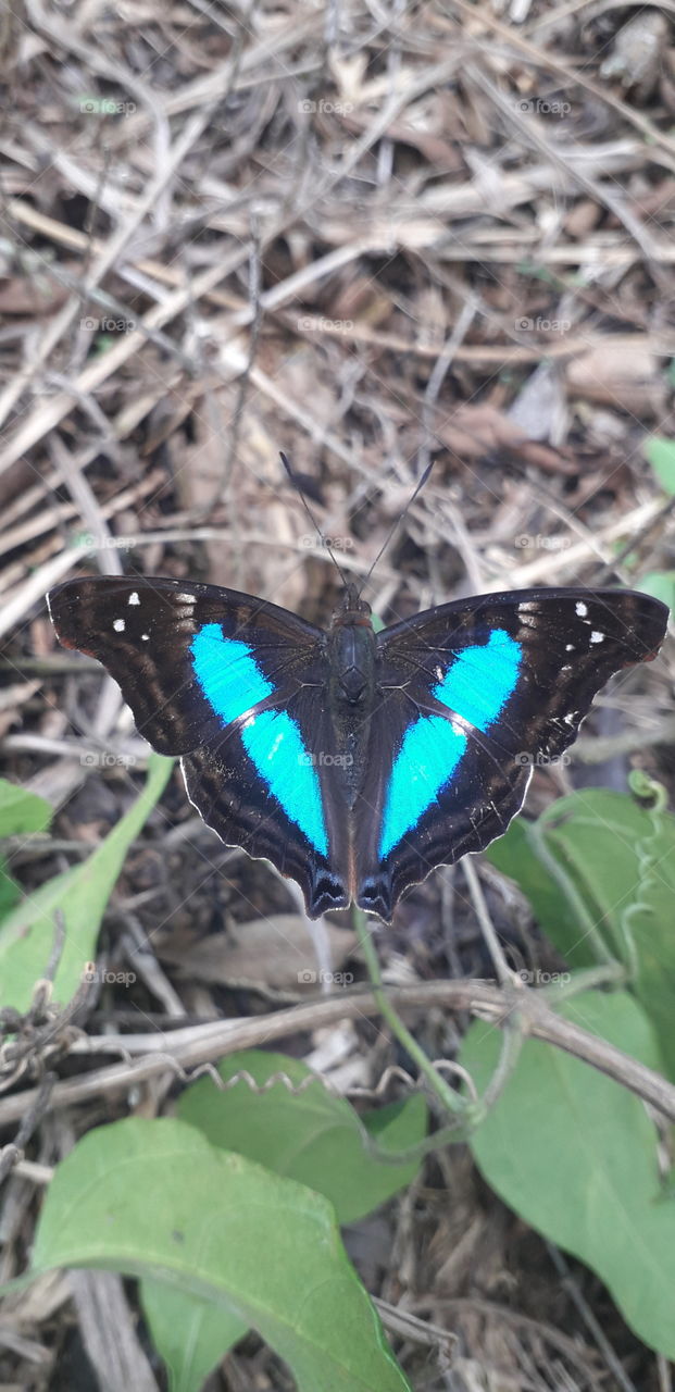 blue butterfly