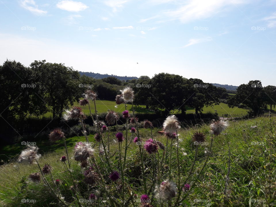 (Cheddar reservoir) Scenic countryside