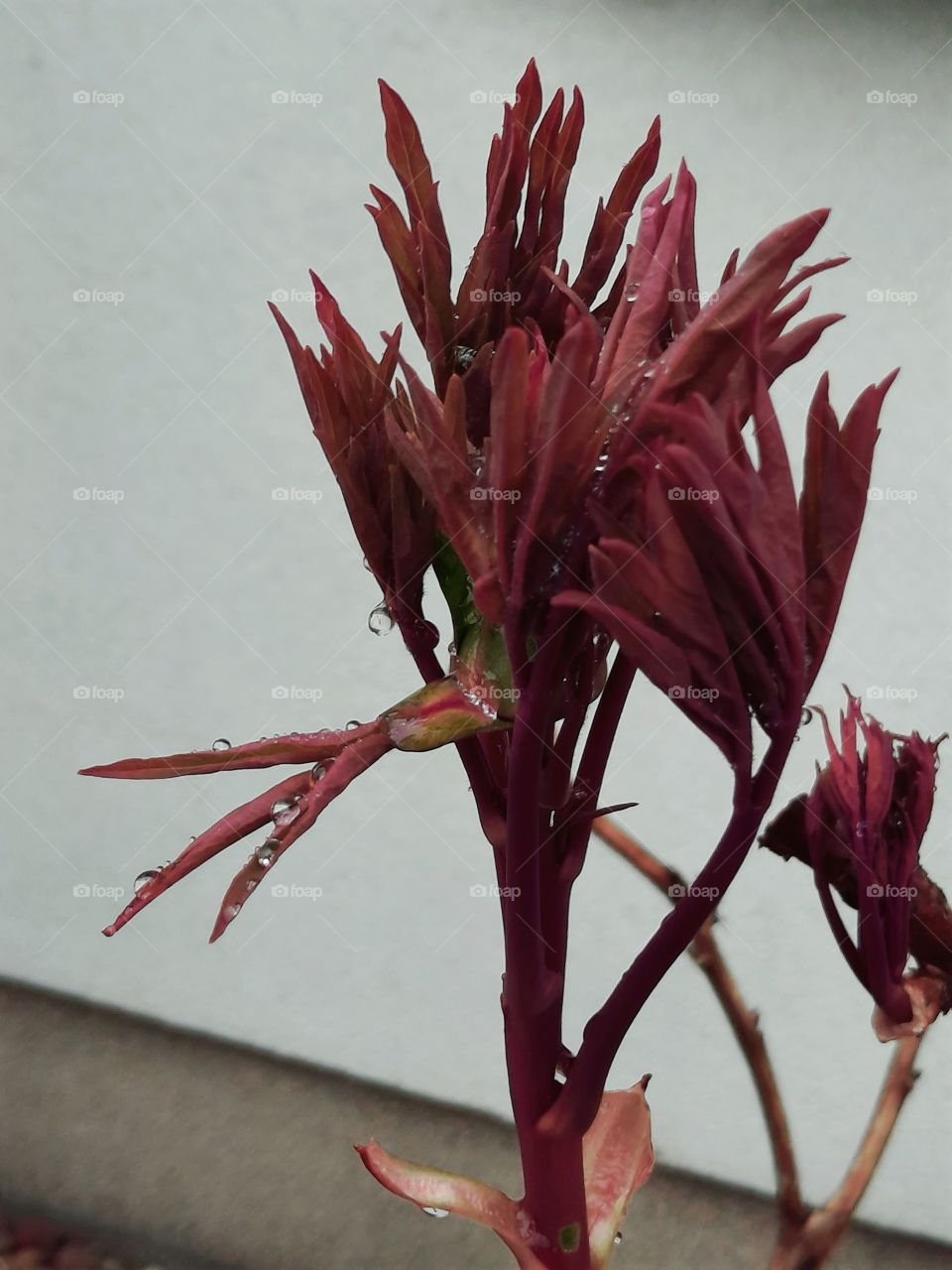 opening dark red buds of tree peony  against wall