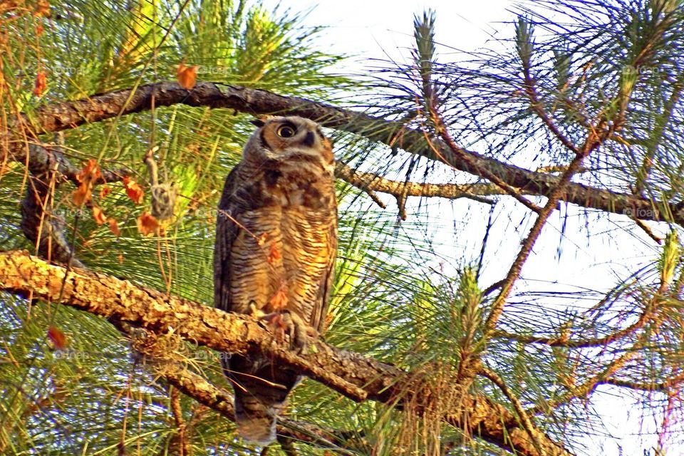 Great horned owl. Great horned owl in the golden hour.