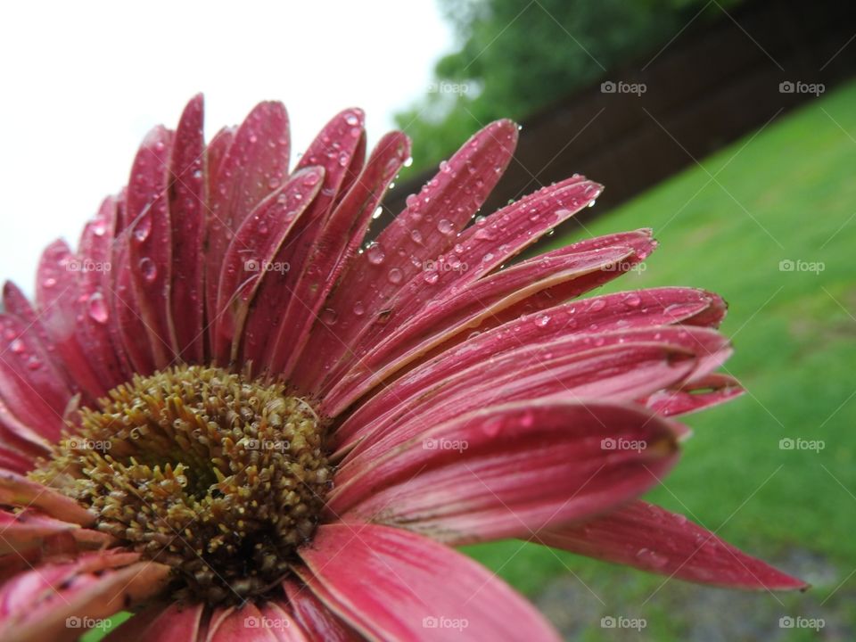 pink Gerber daisy