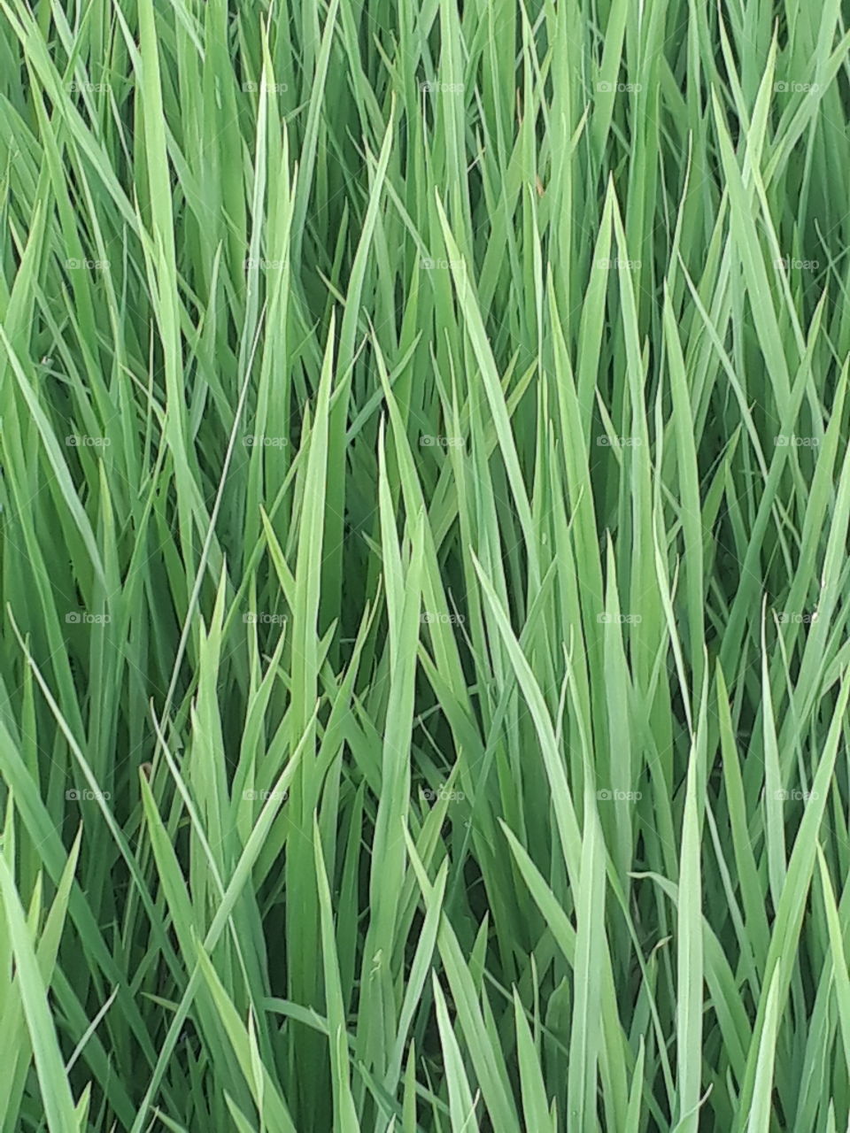 Rice tree in Indian village