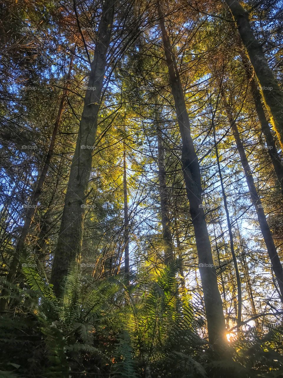 Colorful forest 