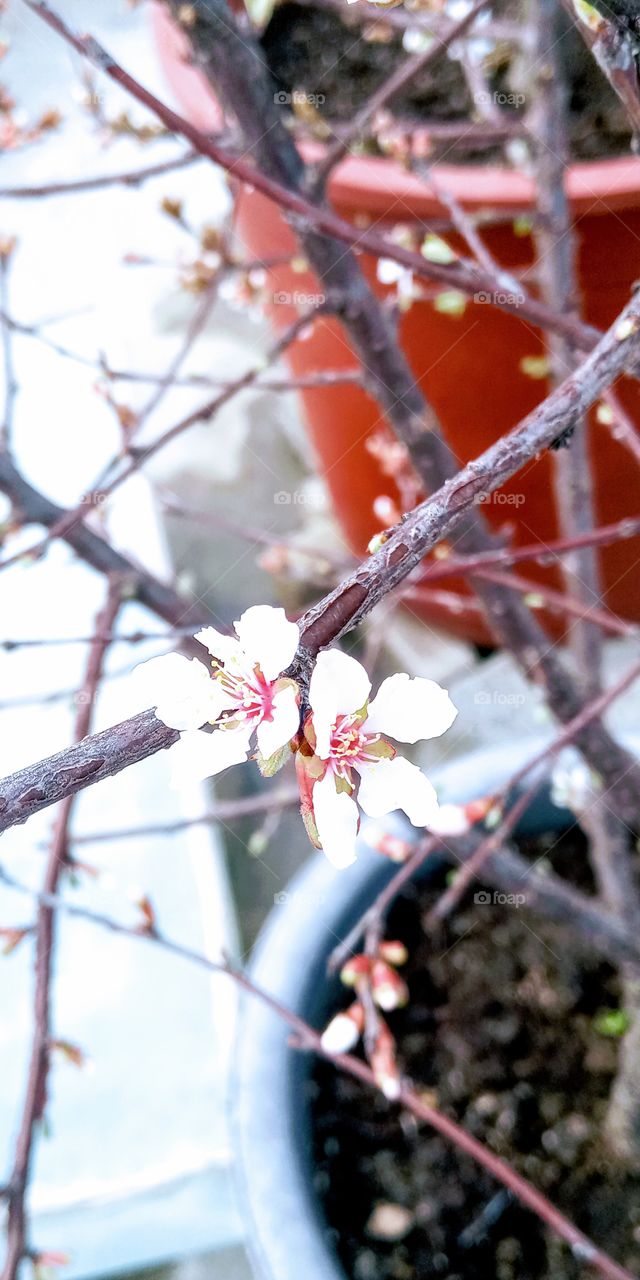 just starting to bloom