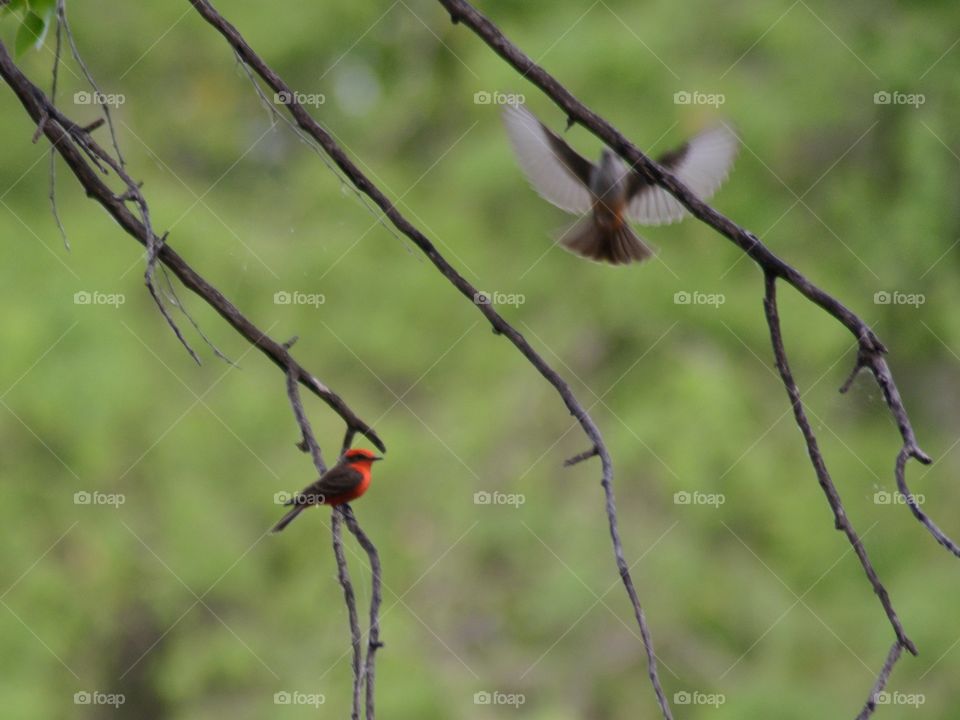 Cardenal bird