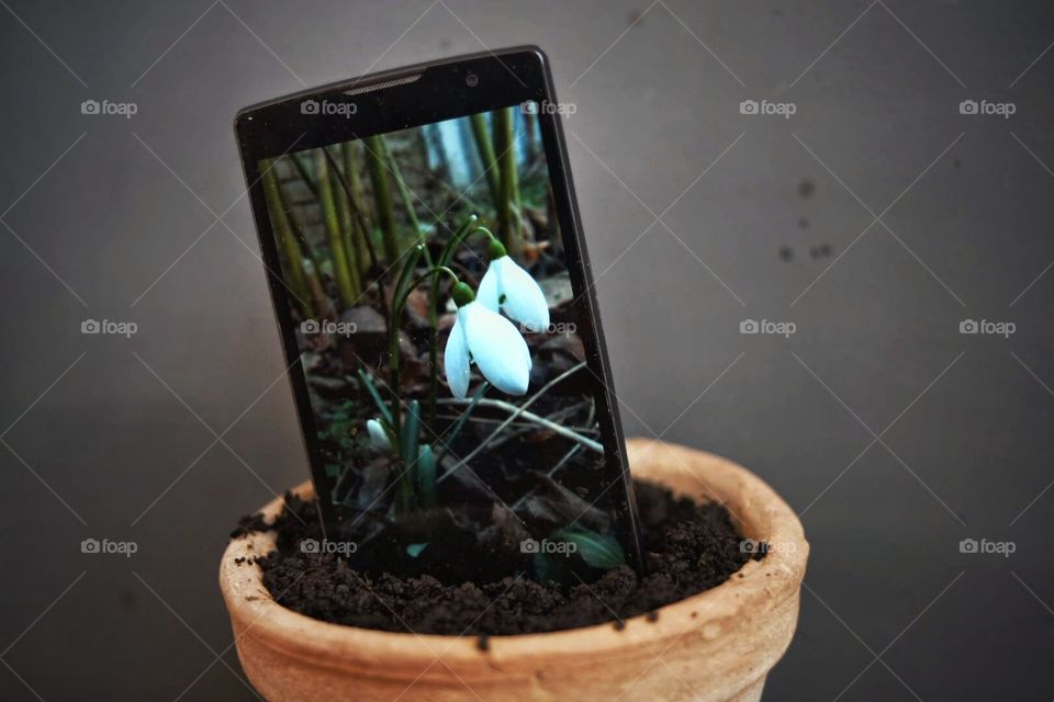 Flowers on screen mobile potted