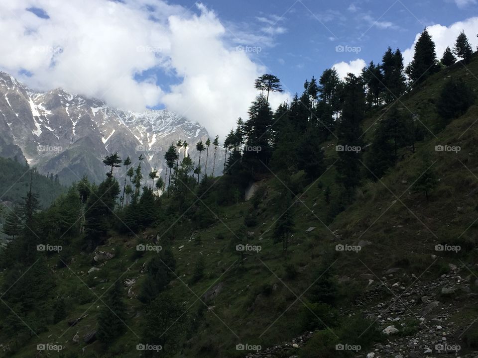Forest on a mountainside.