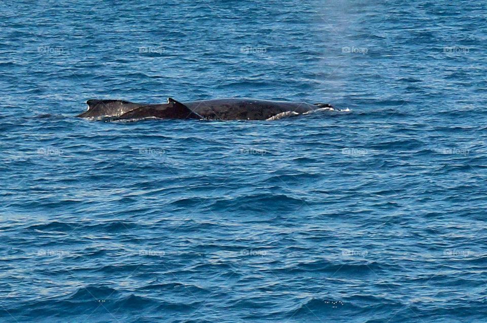 Mom whale and her baby swimming next to each other.