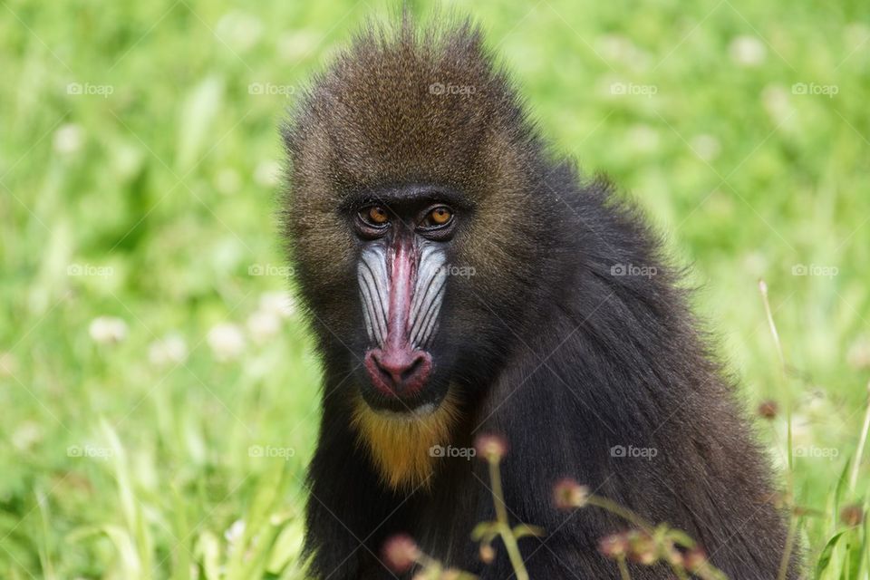 Jeune mandrill 