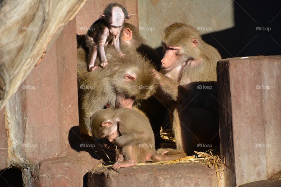 Monkey family grooming 