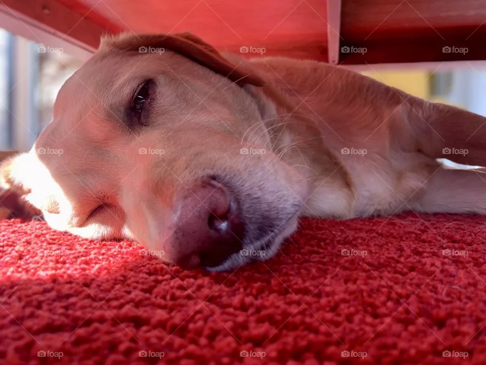My dog is sleeping :)