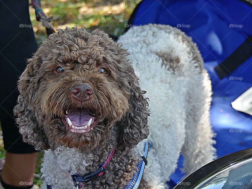 Dogs of the USA. Dogs in the United States have significant popularity and status – they are often treated as family members.