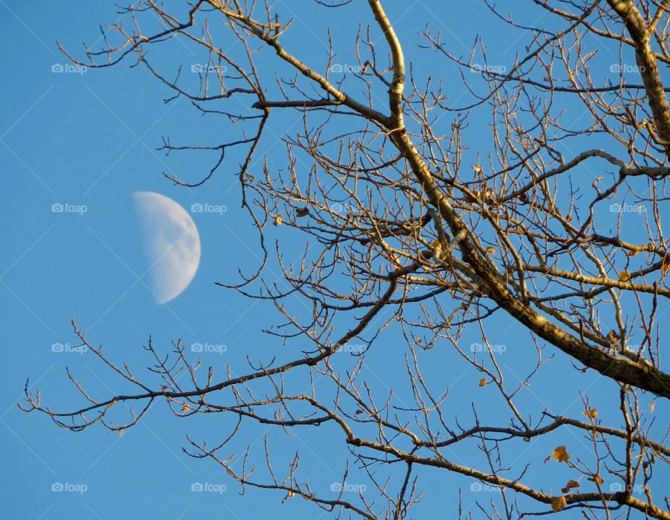 Half moon during autumn, take 1