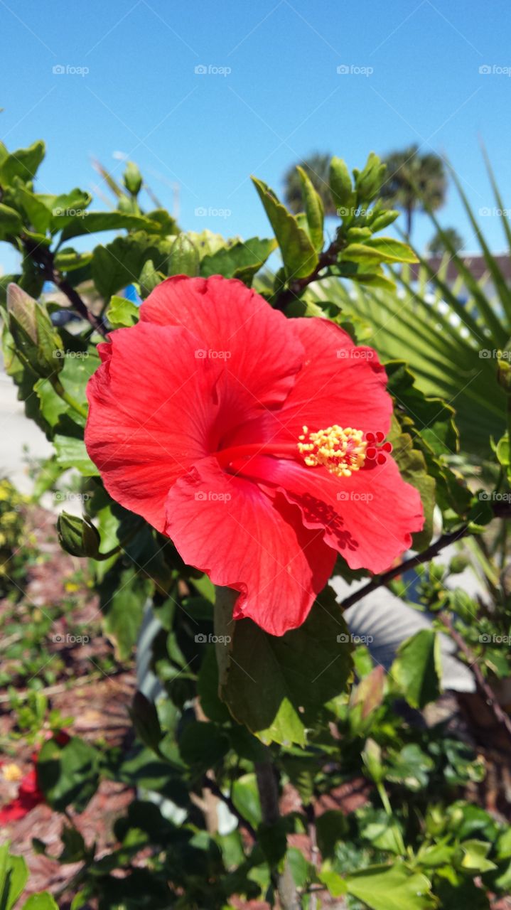 Red Hibiscus in Florida