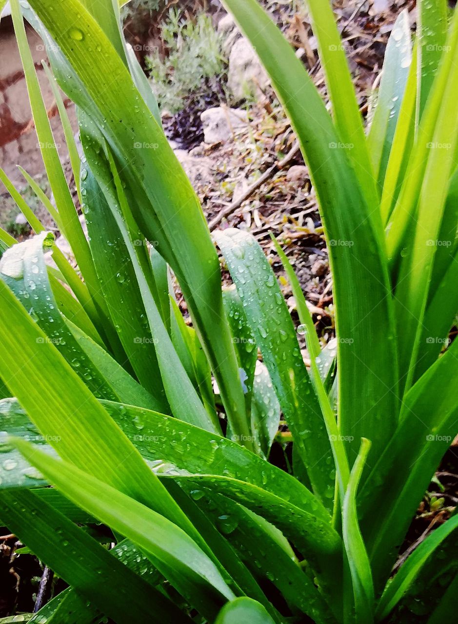 After rain refreshing leaves