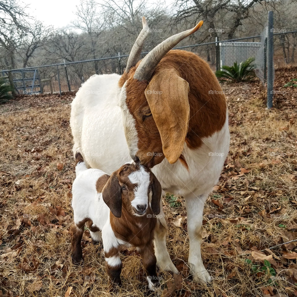 mother goat and kid