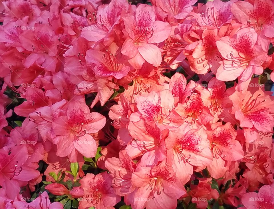 Red Azalea bush in the sunlight