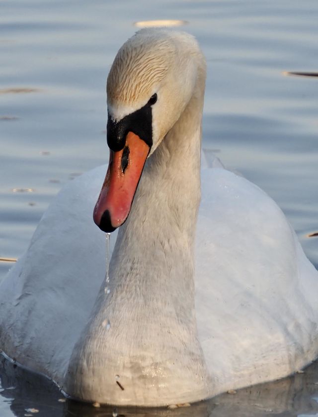 🦢