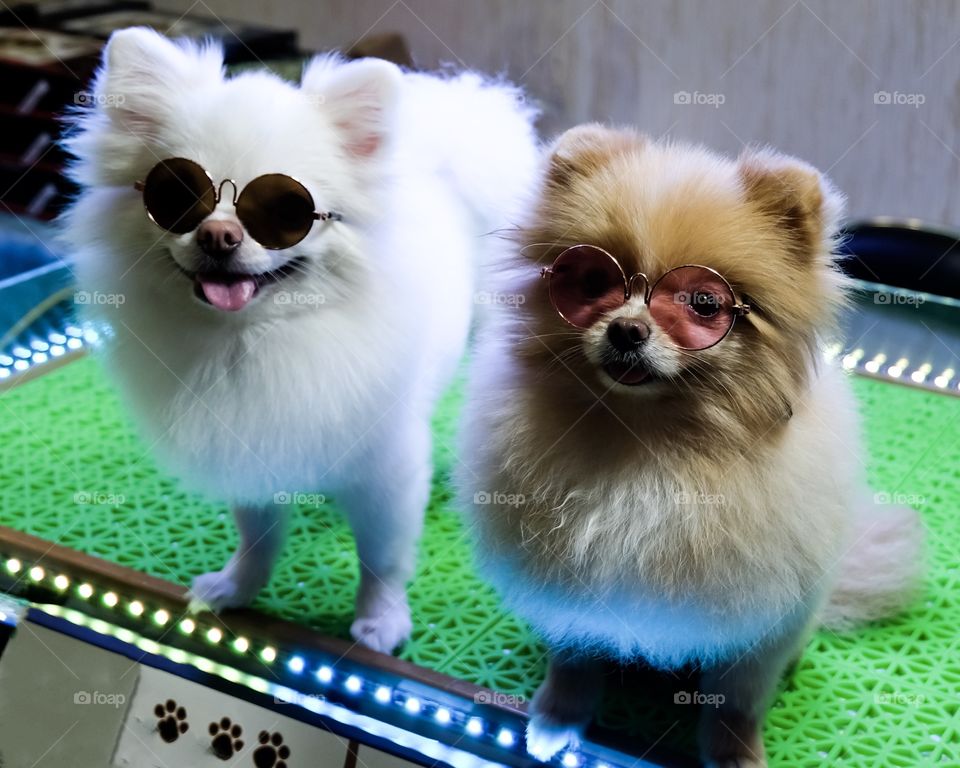 Cute dogs with sunglasses 
