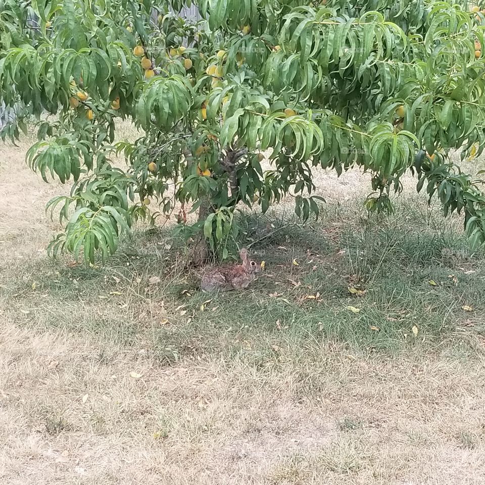 our resident rabbit trying to get some peaches falling off my tree