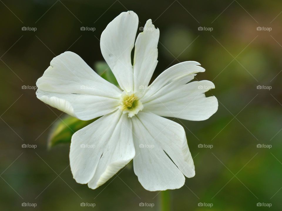 white wild flower