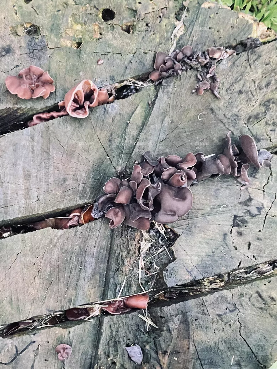Fungi 