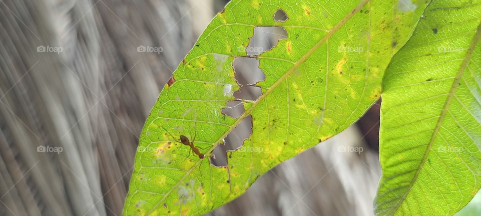 ant in the green leaf luck beautiful