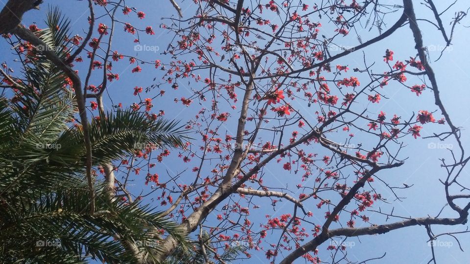 A beautiful scene of flowers tree in the forest.