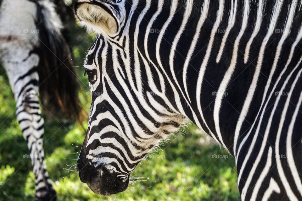 
Zebras in Zambia