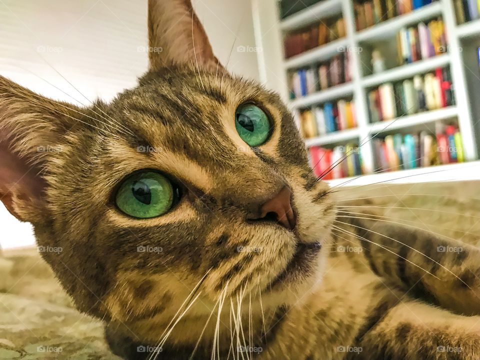 Tabby cat with green eyes lying on a bed beside a bookcase