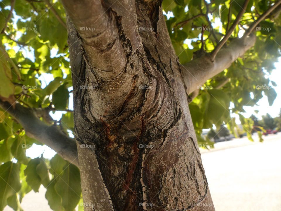 tree trunk and leaves