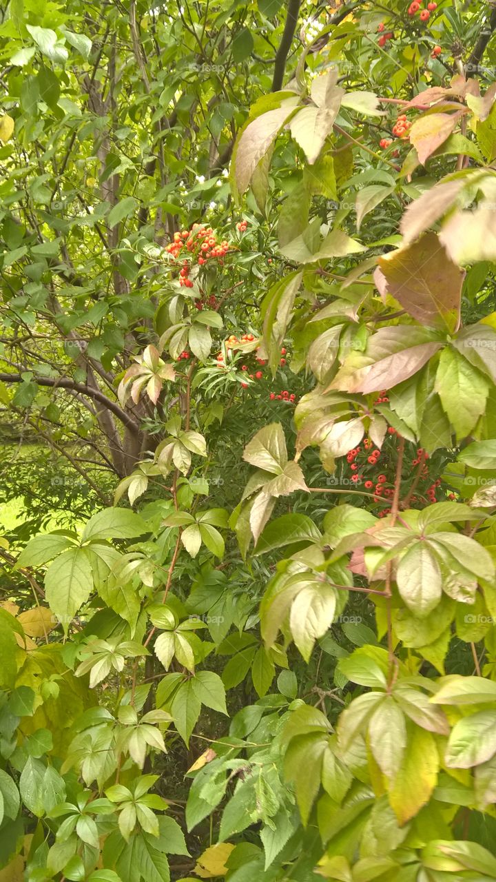 jesienne liście i jagody