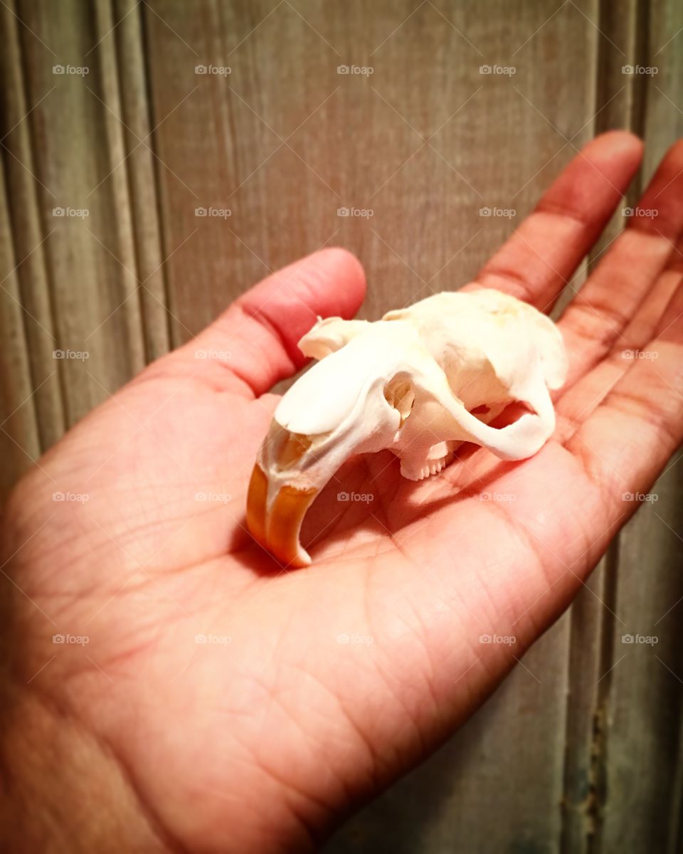 Muskrat skull