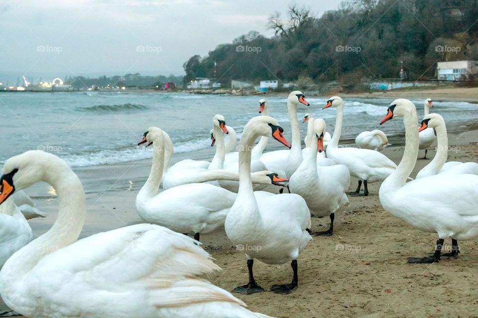 Swans on the beach