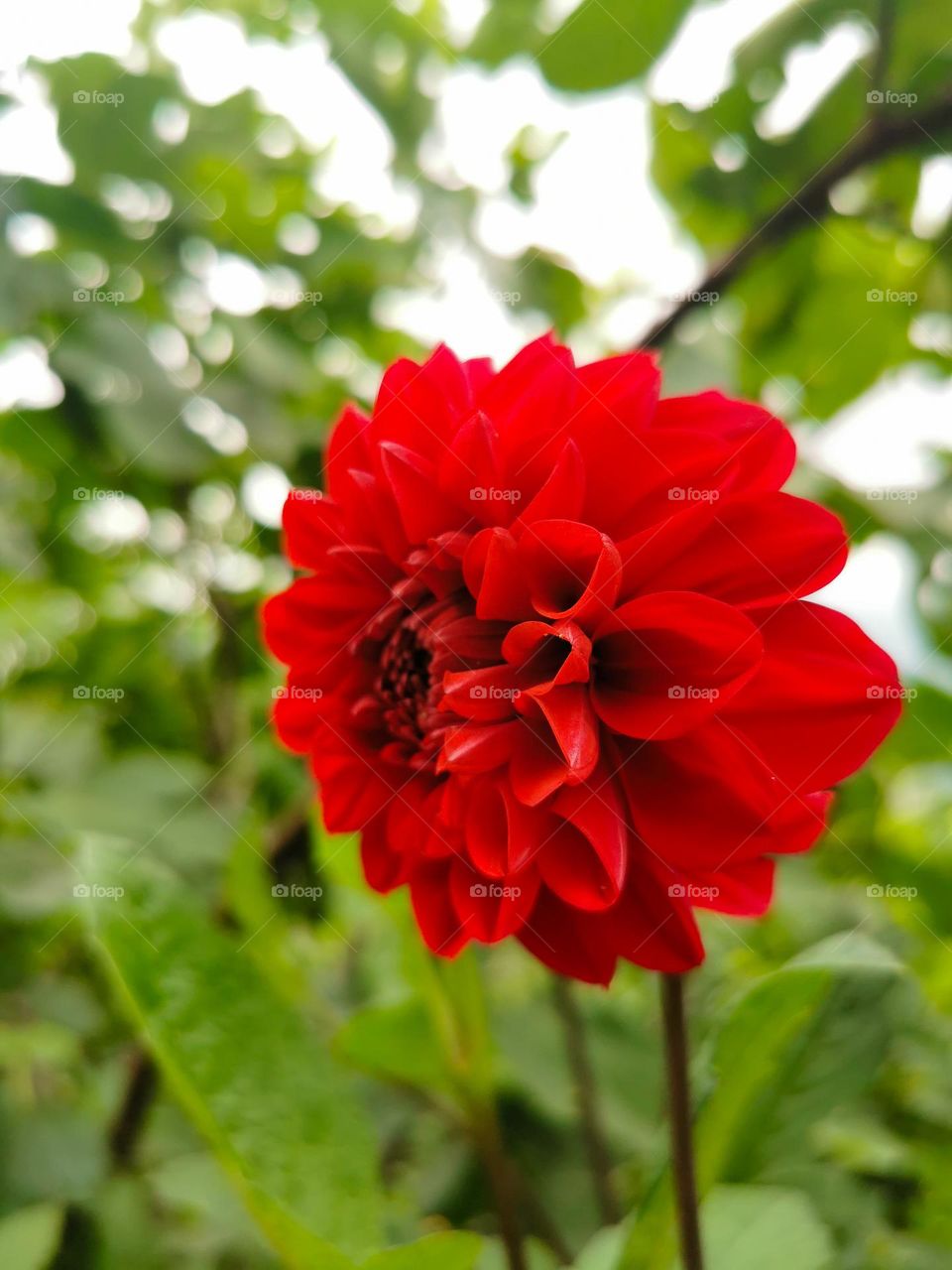Red flower