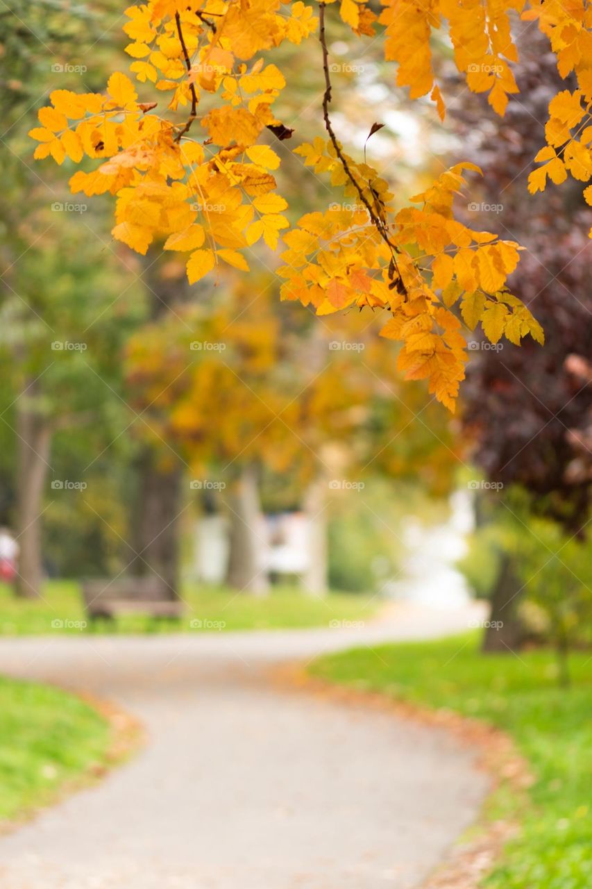 Beautiful autumn maple leaves