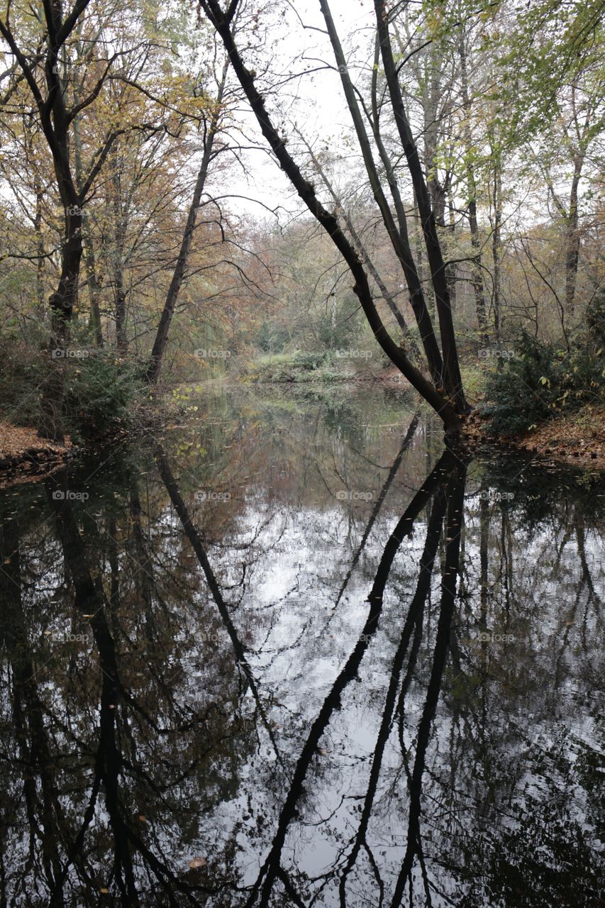 Trees reflected in river