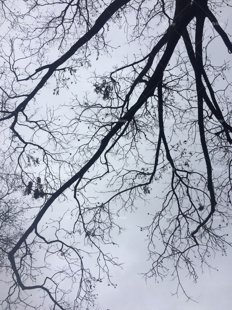 Upside down b/w tree 